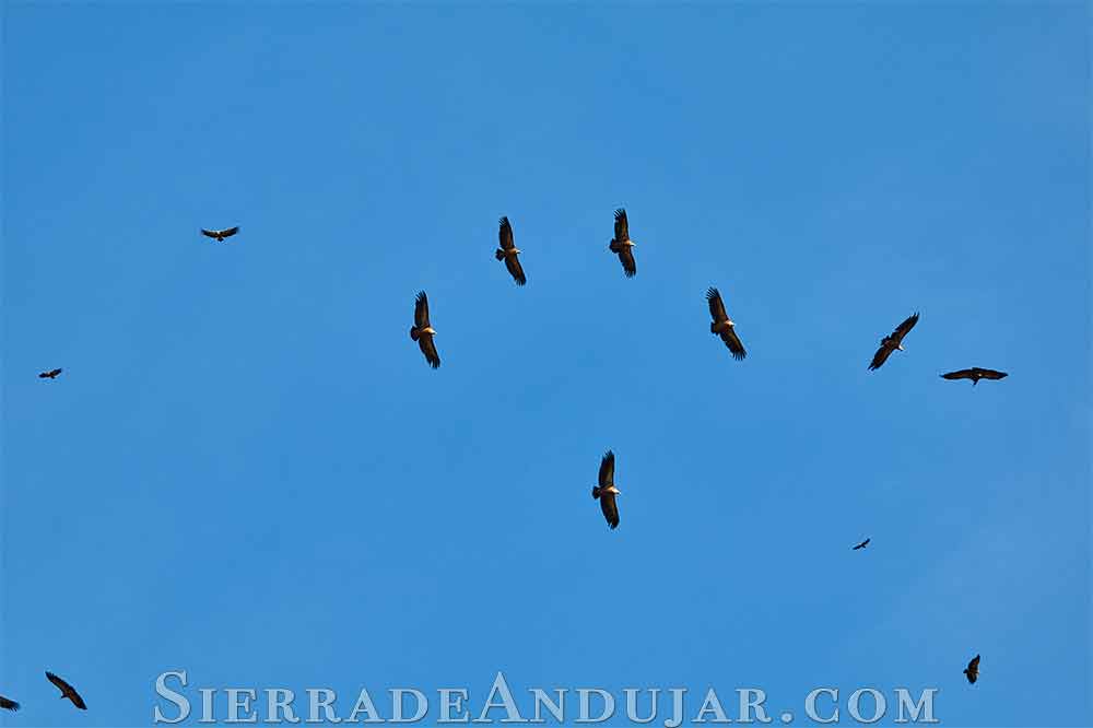 buitres volando